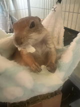 Joyelle Stramiello review photo