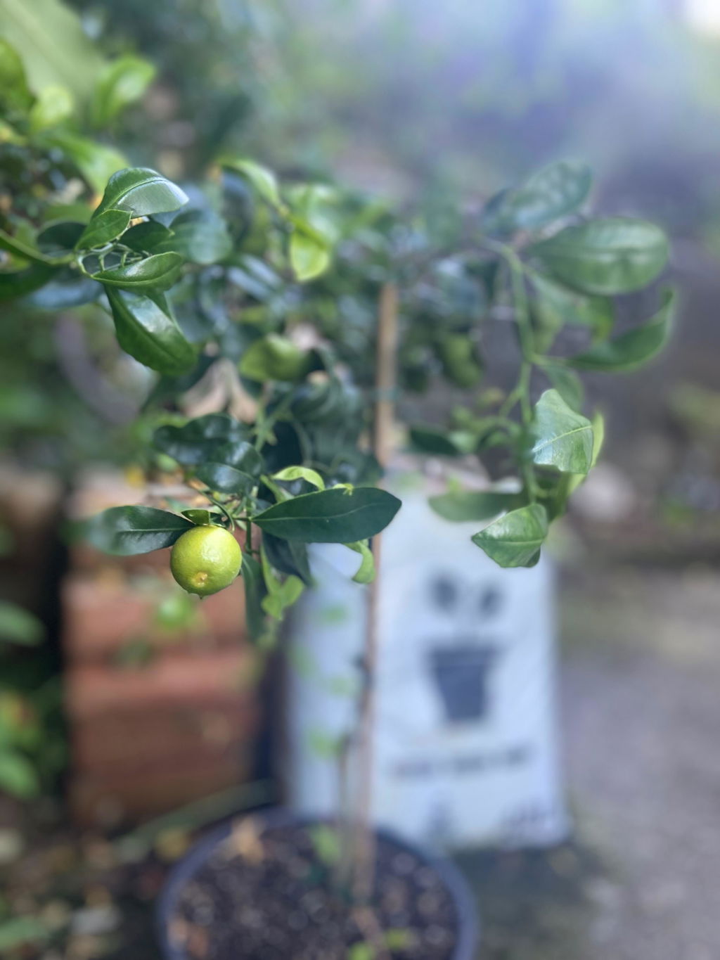 Calamansi - Grafted