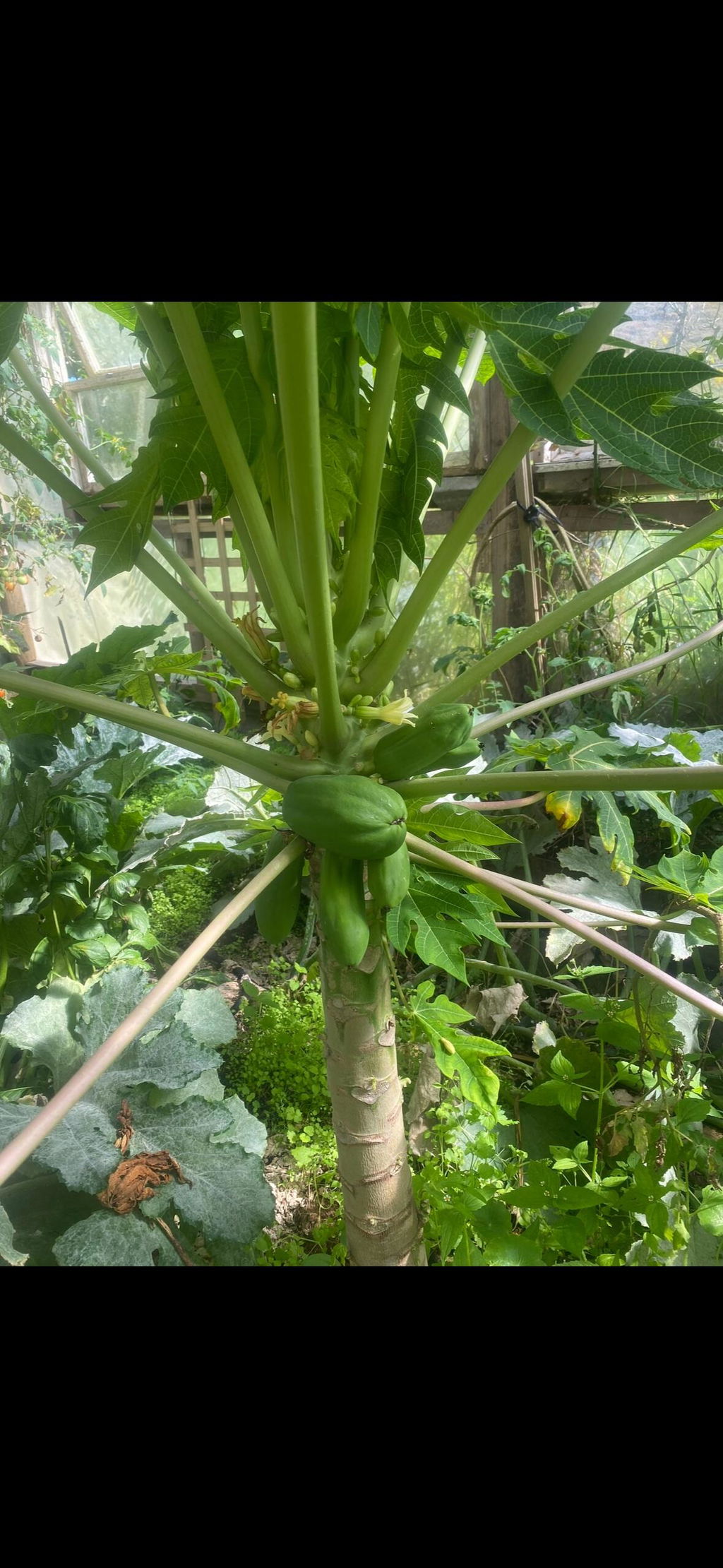 Calina IPB9 True Dwarf Papaya