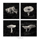 Mark Rindflesh review photo