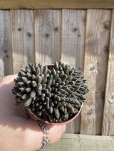 Sian review photo