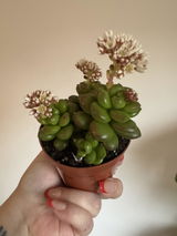 Sian review photo