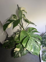 Sian review photo