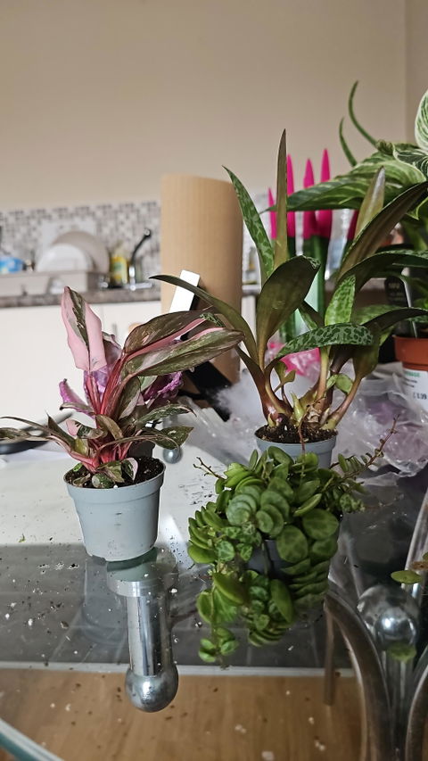 Ey-Up Plants