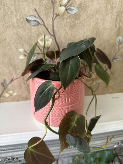 Philodendron Scandens Micans