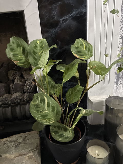 Maranta Leuconeura Variegated