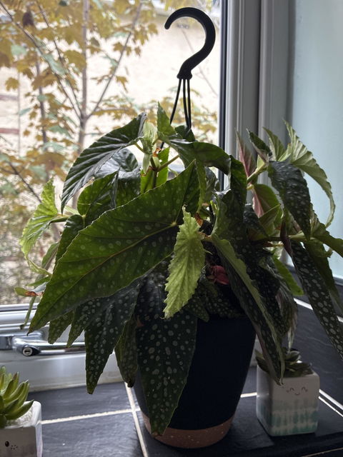 Hanging- Begonia “Double Dot”