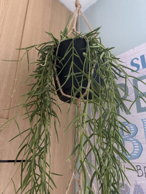Hanging - Ceropegia Linearis 'Merel'
