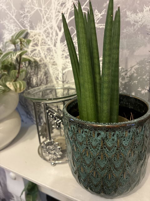 Sansevieria Cylindrica