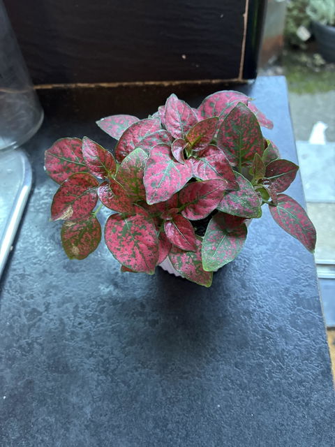 Mini Hypoestes Phyllostachya Red