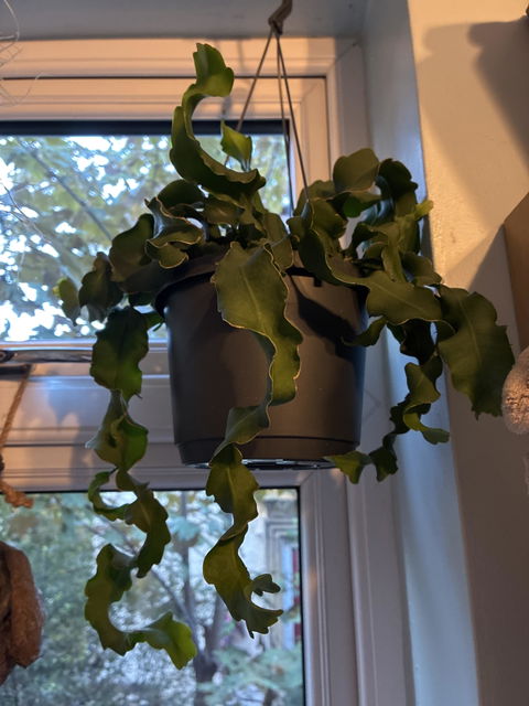 Hanging Epiphyllum Orchid Cactus