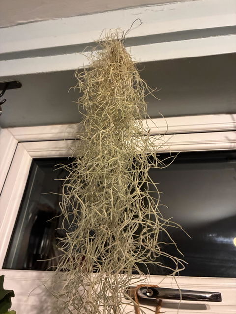 Tillandsia - Spanish Moss