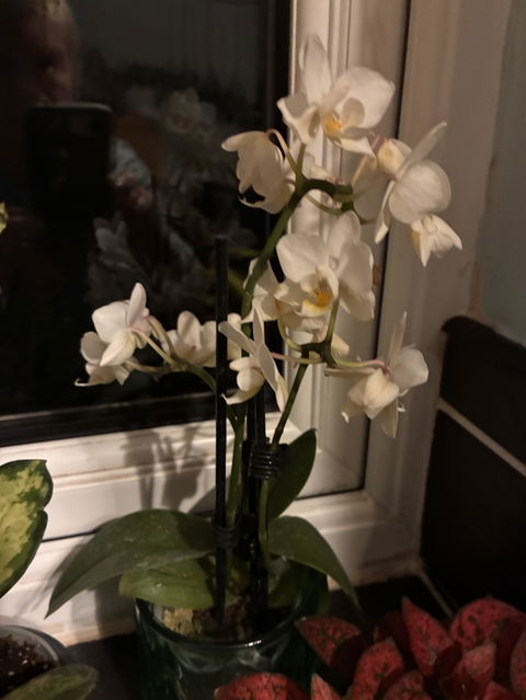 Mini Phalaenopsis Orchid & Glass Pot