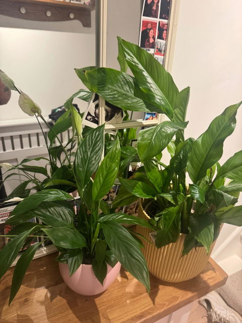 Spathiphyllum Alana
