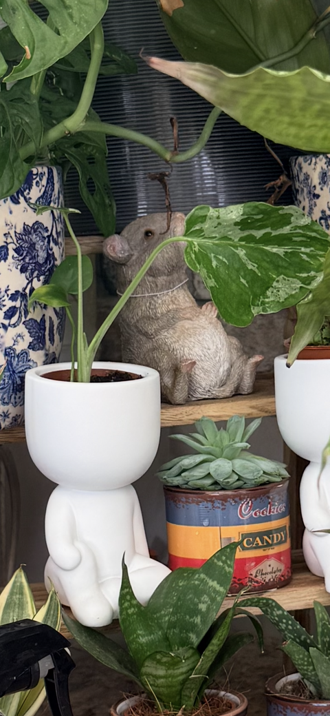 Mini Anthurium Magnificum
