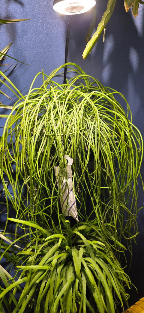 Hanging Rhipsalis Puniceodiscus