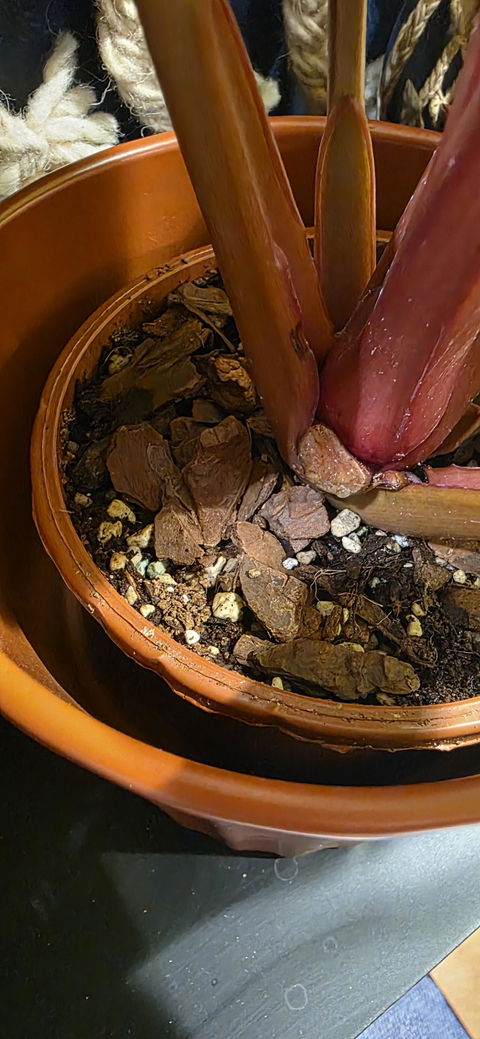 Orchid Bark