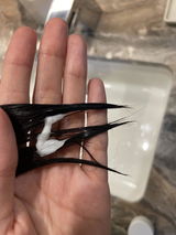 nc chan review photo