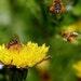 Bee Forrest review photo