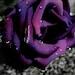 Roses review photo