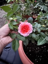 Δημήτρης Συλληβρίδης review photo