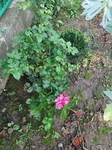 iulia P. review photo