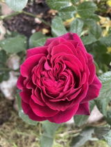 Raluca D. review photo