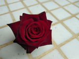 Fernanda R. review photo