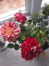Margareta D. review photo