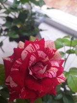 Margareta D. review photo