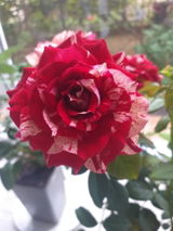 Margareta D. review photo