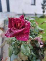 Nitulescu C. review photo