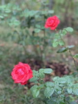 Emanuela G.(.p.E. review photo