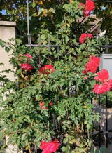DUMITRU D. review photo