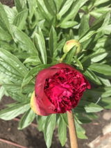 Marilena G. review photo