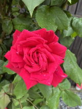 Gabi s. review photo