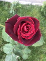 Marilena G. review photo