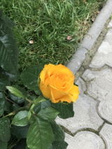 Marilena G. review photo