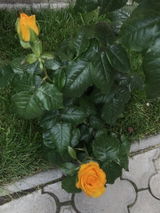 Marilena G. review photo