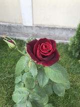 Marilena G. review photo