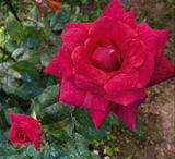 Mihaela C. review photo