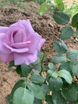 Ecaterina O. review photo