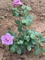 Ecaterina O. review photo