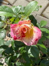 Mihai G. review photo