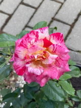 Mihai G. review photo