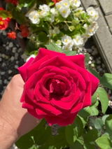 Mihai G. review photo