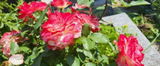 Gabriela I. review photo