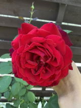 Adnana P. review photo