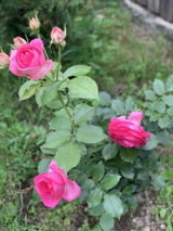Diana-Lavinia I. review photo