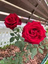 Adnana P. review photo